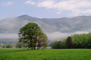 Meadow Gallery: Misty meadow and Rich Mountain, Cades Cove, Great Smoky Mountains National Park