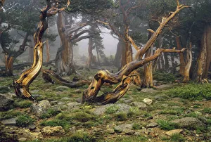 Misty morning bristlecone pines on mount Evans in the Colorado Rocky Mountains Misty morning bristlecone pines on mount Evans in the Colorado Rocky Mountains