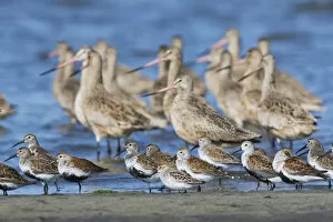 Mud Flats Gallery: Mixed Flock of Shorebirds