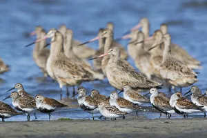 Sandpipers Gallery: Marbled Godwit Collection