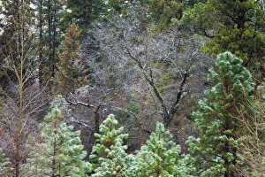 Mixed forest in winter, Yosemite Valley, Yosemite National Park, California USA Mixed forest in winter, Yosemite Valley, Yosemite National Park, California USA