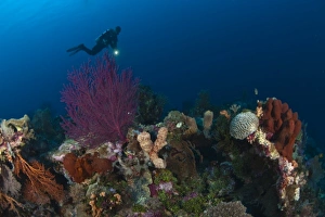 Model Released scuba divers at Tukang Besi Marine Preserve, pristine reefs near Wakatobi Model Released scuba divers at Tukang Besi Marine Preserve, pristine reefs near Wakatobi