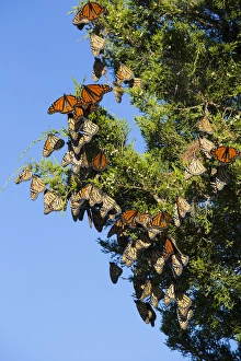 Monarch Butterflies (Danus plexippus) roosting in Eastern Red Cedar (Juniperus virginiana) Monarch Butterflies (Danus plexippus) roosting in Eastern Red Cedar (Juniperus virginiana)