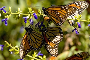 Monarch Butterflies(Danaus plexippus)nectaring on flower, El Rosario Butterfly Reserve Monarch Butterflies(Danaus plexippus)nectaring on flower, El Rosario Butterfly Reserve