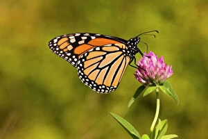 Fragile Gallery: A monarch butterfly, Danaus plexippus, on clover in Grafton, Massachusetts