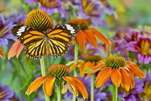 Monarch butterfly on orange coneflowers and painted tongue Monarch butterfly on orange coneflowers and painted tongue