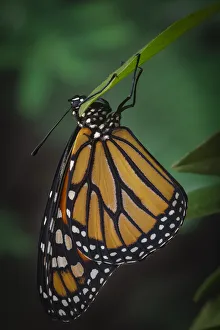 Monarch butterfly recently hatched and is unraveling its wings while resting, Danaus plexippus Monarch butterfly recently hatched and is unraveling its wings while resting, Danaus plexippus