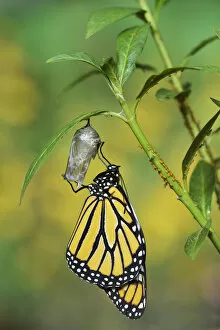 Multicolored Gallery: Monarch (Danaus plexippus), butterfly emerging from chrysalis on Tropical milkweed