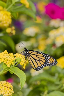 Monarch (Danaus plexippus) on Lantana sp, Marion County, Illinois Monarch (Danaus plexippus) on Lantana sp, Marion County, Illinois