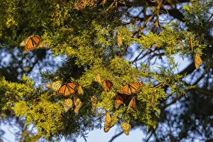 Roost Gallery: Monarchs gathering to roost in Cedar tree during migration south