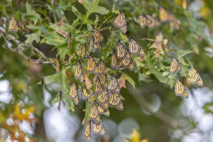 Roost Gallery: Monarchs gathering to roost in tree during migration south