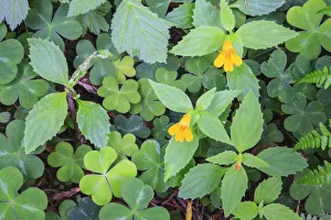 Monkey flowers growing wild in Redwood National Park Monkey flowers growing wild in Redwood National Park