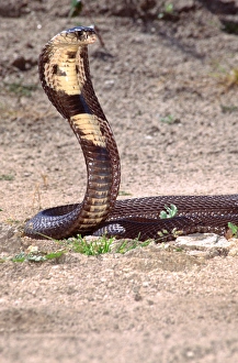 Monocled Cobra Naja naja kaouthia Native to South Eastern Asia Monocled Cobra Naja naja kaouthia Native to South Eastern Asia