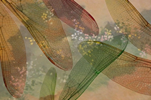 Montage abstract of dragonfly wings and flower background Montage abstract of dragonfly wings and flower background