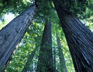 Images Dated 14th December 2009: Montgomery Woods State Reserve, California. USA. Ancient redwoods (Sequoia sempervirons)