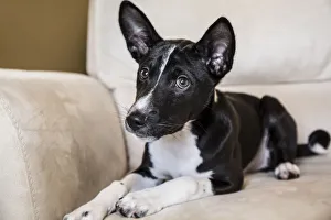 Three month old Basenji puppy reclining on a chair. (PR) Three month old Basenji puppy reclining on a chair. (PR)