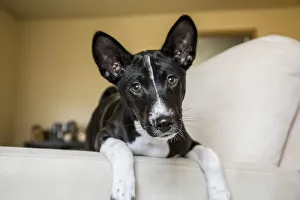 Three month old Basenji puppy sitting with his legs over the side of a chair. (PR) Three month old Basenji puppy sitting with his legs over the side of a chair. (PR)