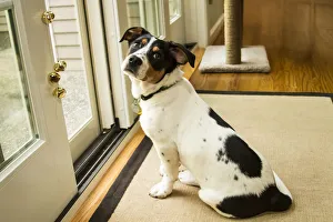 Four month old Fox Terrier Hound mixed breed puppy waiting at the door to go outside Four month old Fox Terrier Hound mixed breed puppy waiting at the door to go outside