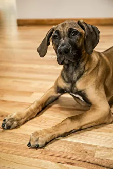 Four month old Rhodesian Ridgeback puppy reclining on a wooden floor. (PR) Four month old Rhodesian Ridgeback puppy reclining on a wooden floor. (PR)