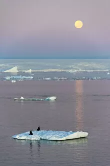 Moon over Antarctic Fur Seal on floating ice in South Atlantic Ocean, Antarctica