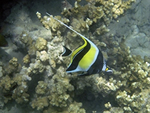 Moorish Idol ( Zanclus cornutus ), Malolo Lailai Island, Mamanuca Islands, Fiji Moorish Idol ( Zanclus cornutus ), Malolo Lailai Island, Mamanuca Islands, Fiji