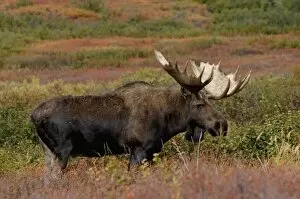 Images Dated 6th September 2005: moose, Alces alces, bull feeding on willow bushes in Denali National Park, interior