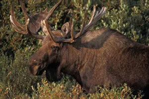 Images Dated 9th November 2005: moose, Alces alces, bull with large antlers in velvet, Denali National Park, interior