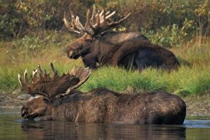 moose, Alces alces, two bulls with large antlers, one in a kettle pond and the other moose, Alces alces, two bulls with large antlers, one in a kettle pond and the other