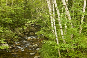 Moose Brook at Moose Brook State Park in Gorham, new Hampshire Moose Brook at Moose Brook State Park in Gorham, new Hampshire