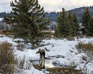 Moose at Grand Teton National Park, Wyoming, US Moose at Grand Teton National Park, Wyoming, US