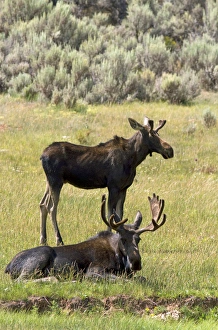 Moose along Interstate 80 at the Wyoming, Utah state border, USA Moose along Interstate 80 at the Wyoming, Utah state border, USA