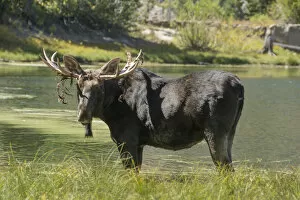 Salt Lake City Gallery: Moose in Uintah Wasatch Cache National Forest, Utah