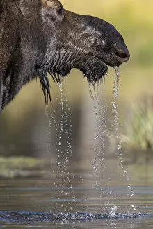 Images Dated 12th September 2012: Moose in watering hole. Grand Teton National Park. Wyoming
