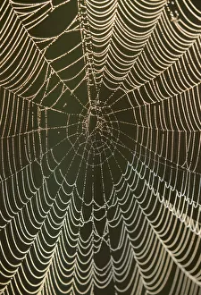 Morning dew on a spider web, Pintail Wildlife Drive, Cameron Prairie National Wildlife Morning dew on a spider web, Pintail Wildlife Drive, Cameron Prairie National Wildlife