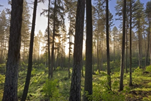 Morning fog burns through at the Stillwater State Forest near Whitefish, Montana, USA Morning fog burns through at the Stillwater State Forest near Whitefish, Montana, USA