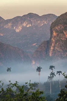 Morning fog rises from the palm tree lined Vinales Valley, Cuba Morning fog rises from the palm tree lined Vinales Valley, Cuba