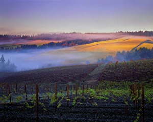 Morning fog over Vineyards in Red Hills above Dundee, Oregon Morning fog over Vineyards in Red Hills above Dundee, Oregon