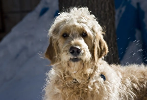 Morning light on a Goldendoodle standing in the snow Morning light on a Goldendoodle standing in the snow