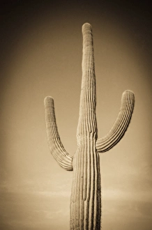 USA, Arizona, Tucson Mountain Park. Sonoran Desert landscape