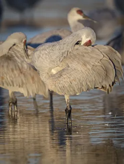 Morning preening at sunrise, sandhill cranes, Grus canadensis, Bosque del Apache Morning preening at sunrise, sandhill cranes, Grus canadensis, Bosque del Apache