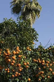 MOROCCO, Rabat: Kasbah des Oudaias, Andalusian Gardens Orange Grove MOROCCO, Rabat: Kasbah des Oudaias, Andalusian Gardens Orange Grove