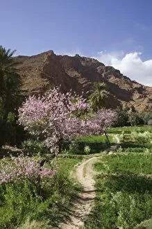 MOROCCO, Todra Gorge Area, Spring Blooms