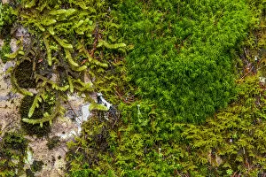 Images Dated 3rd June 2012: Mosses and lichens thrive on blouder in Glacier National Park, Montana, USA