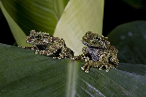 Mossy Treefrog Theloderma corticale Native to Vietnam Mossy Treefrog Theloderma corticale Native to Vietnam