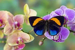 Phyllostomidae Gallery: 