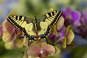 Moth orchid, Phalaenopsis and old world swallowtail butterfly, Papilio machaon Moth orchid, Phalaenopsis and old world swallowtail butterfly, Papilio machaon