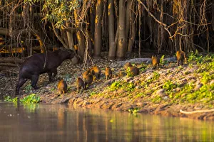 A mother capybara leads her group of baby capybara out of the water in front of a cayman in the Brazilian Pantanal A mother capybara leads her group of baby capybara out of the water in front of a cayman in the Brazilian Pantanal