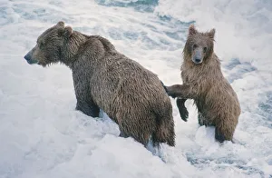Mother and Cub, Alaskan Brown Bear in creek at McNeil River State Game Reserve, Alaska Mother and Cub, Alaskan Brown Bear in creek at McNeil River State Game Reserve, Alaska