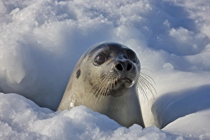 Mother harp seal raising head out of hole in ice, Iles de la Madeleine, Quebec, Canada Mother harp seal raising head out of hole in ice, Iles de la Madeleine, Quebec, Canada