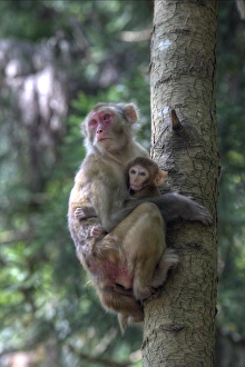 Mother Rhesus macaque and baby Wulingyuan District, China Mother Rhesus macaque and baby Wulingyuan District, China